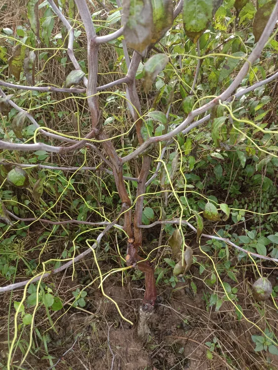 适应南方北方环境可阳台盆栽或庭院地栽龙蟠冬枣带士球发货