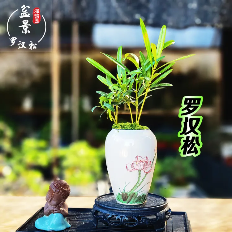 迷你罗汉松绿植盆景盆栽室内盆栽桌面茶几好养景观叶绿植掌中宝
