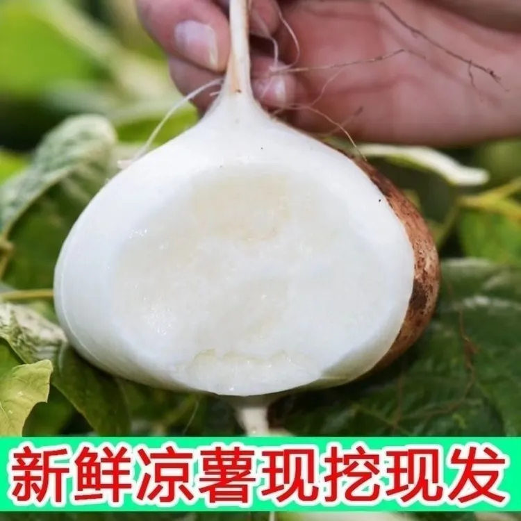 湖北正宗新鲜凉薯地瓜高山农家自种地萝卜脆甜多汁白地瓜水果蔬菜
