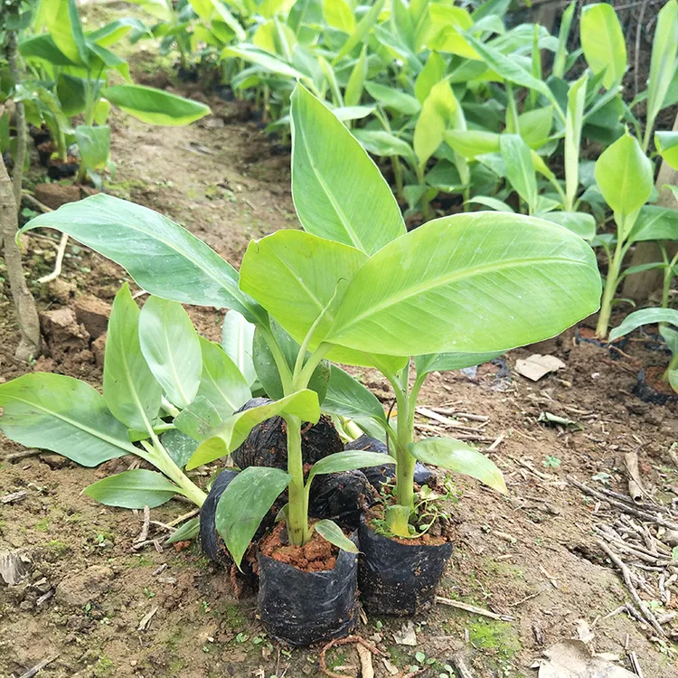 香蕉苗广西发货带土带叶红美人红皮蕉粉蕉南方种植庭院盆栽果树苗