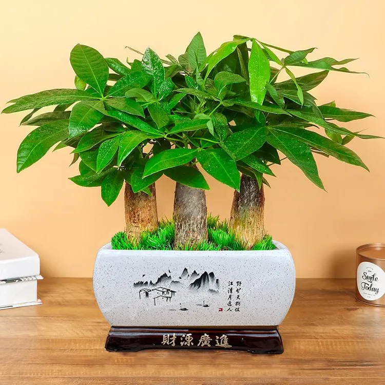 发财树大棵盆景客厅盆栽植物室内好养花卉乔迁开业办公室桌面绿植