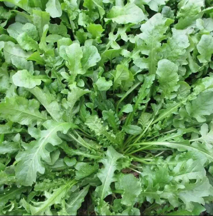 荠菜种子农家四季大叶菜种籽使用盆栽荠荠菜种籽