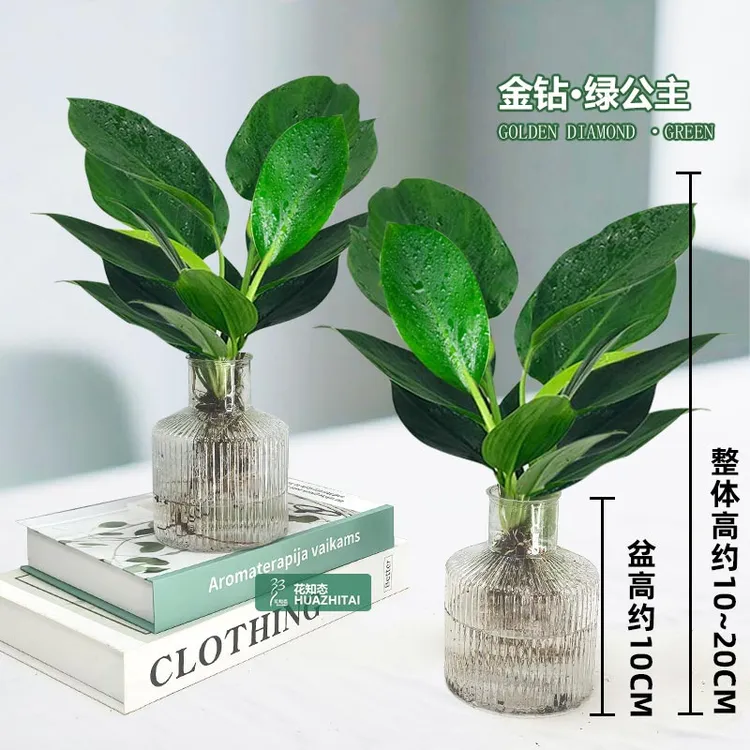 【买一送一】金钻绿公主水培室内桌面绿植好养懒人观叶植物10-20cm