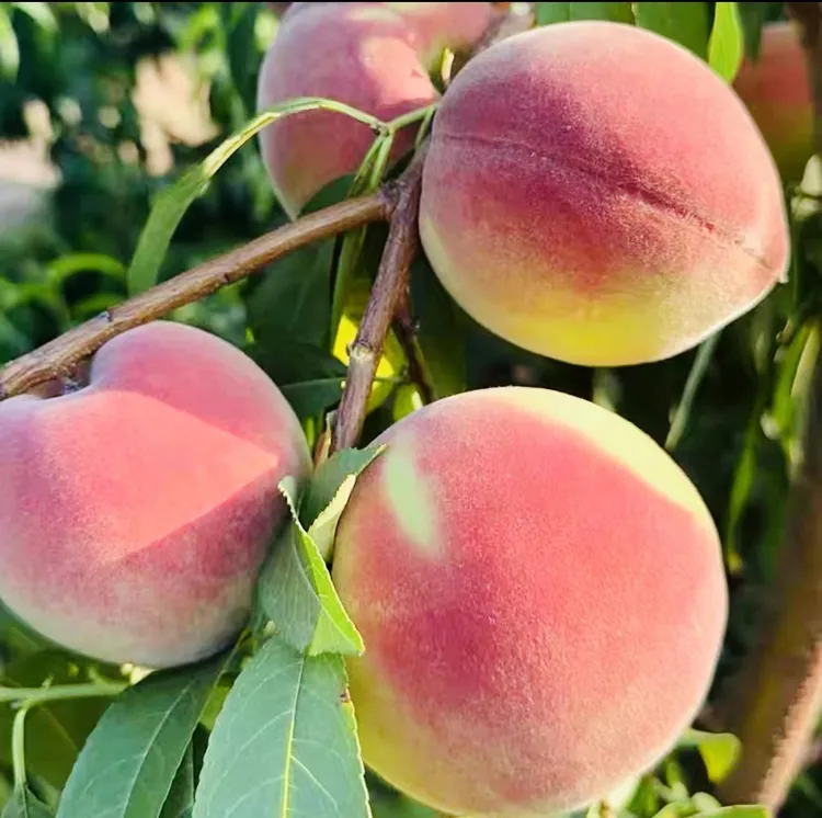 山东蒙阴蜜桃金秋红蜜秋桃映霜红脆桃脆甜