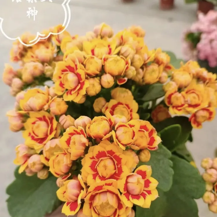 (洛桑女神)110盆一代种苗长寿  稀有大花品种  基地直发