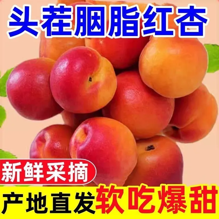 【京东快递】陕西产地露天胭脂大红杏杏子新鲜水果头茬现摘维c水果