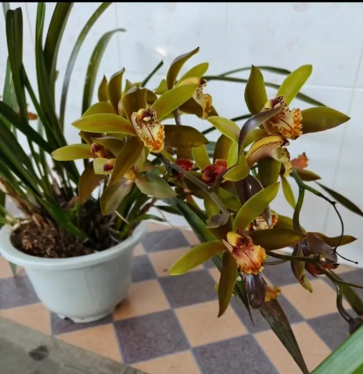 云南盆栽虎头兰独特花卉，