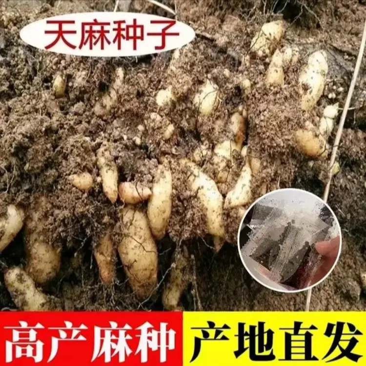 【天麻种子】室内室外泡沫箱耐寒耐热易种易活