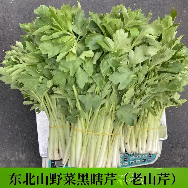 东北野生老长芹3斤(老桑芹)(包饺子 凉拌)