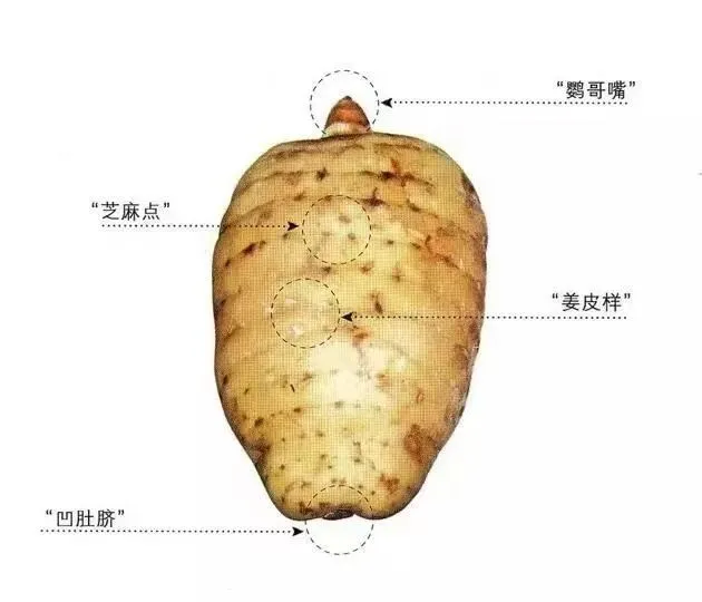 云南昭通小草坝天麻营养滋补煲汤泡酒佳品