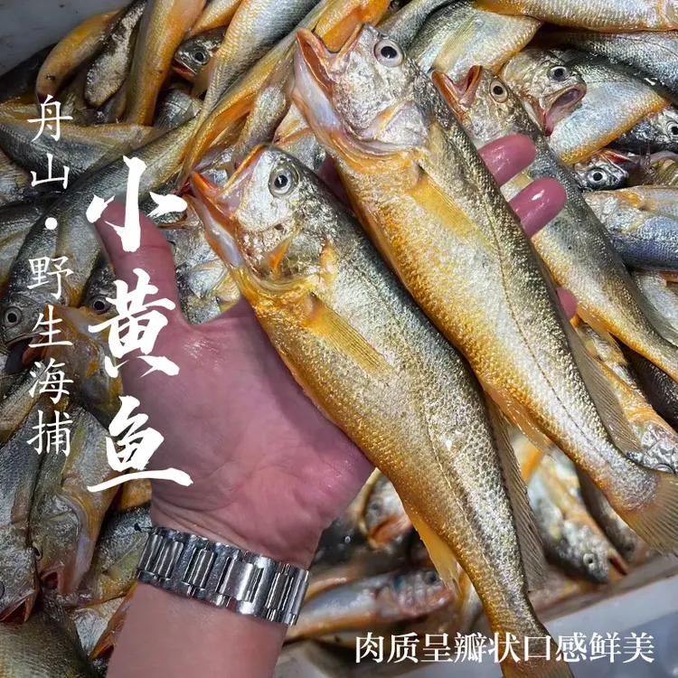 【热气货】舟山野生小黄鱼非养殖海捕新鲜海鲜水产深海