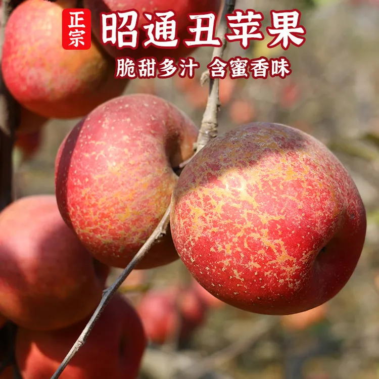 正宗云南昭通红富士冰糖心丑苹果高原新鲜现摘脆甜多汁3/5/9斤