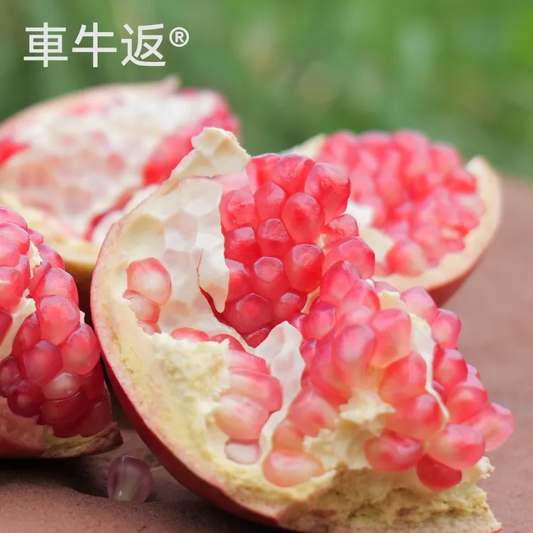 车牛返农产品 萧县石榴 萧县特产现摘石榴新鲜采摘水果10斤装15个