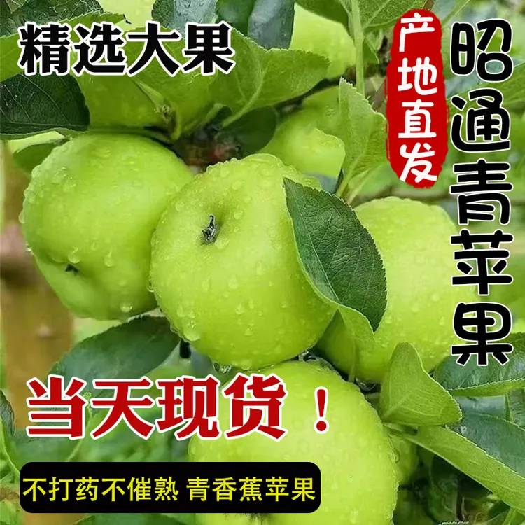 新鲜采摘的青苹果新鲜苹果孕妇水果脆甜多汁肉厚皮薄当季水果大果