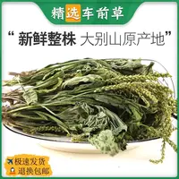 车前草干车前草茶新鲜干货新货正品精选叶菜50g-500g