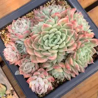 7484杂交精品基地14厘米