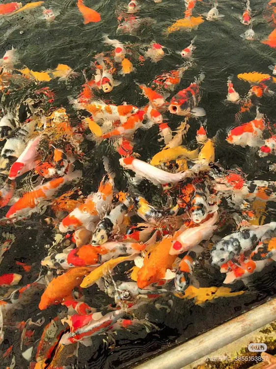黄金  黑金  白金