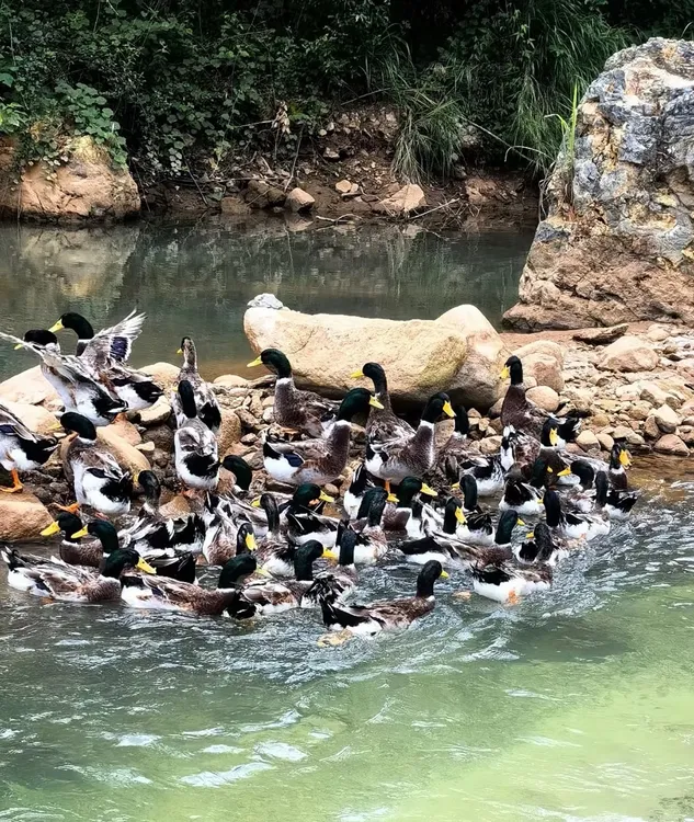 散养120天青头鸭