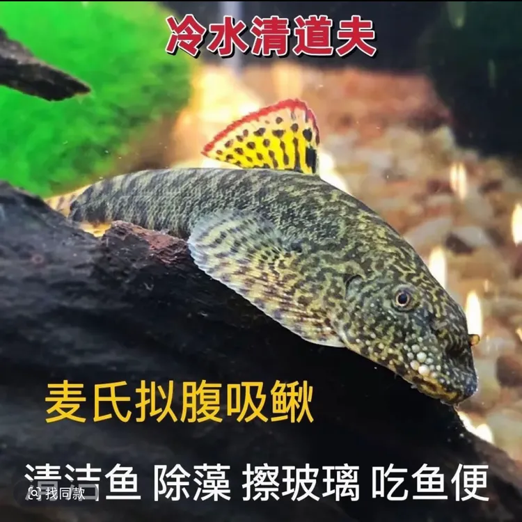 双吸盘清洁工原生吸鳅工具鱼冷水鱼原生鱼吃残渣擦玻璃