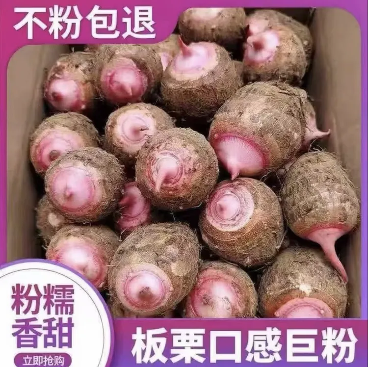 金华红芽新鲜现挖软糯毛香芋小红芽芋头直播卖货第一名