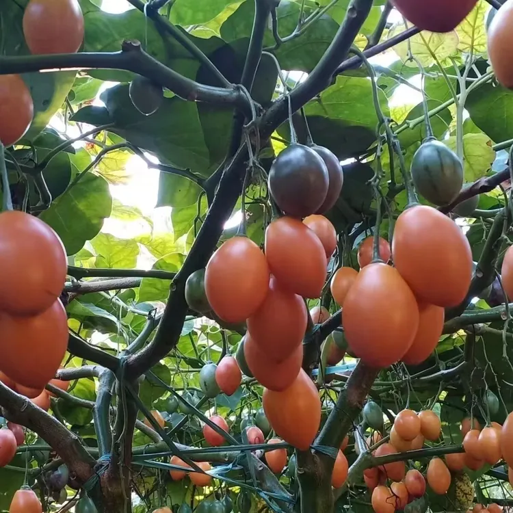 云南特产大树番茄苗子四季可种绿植盆栽产地现货现发