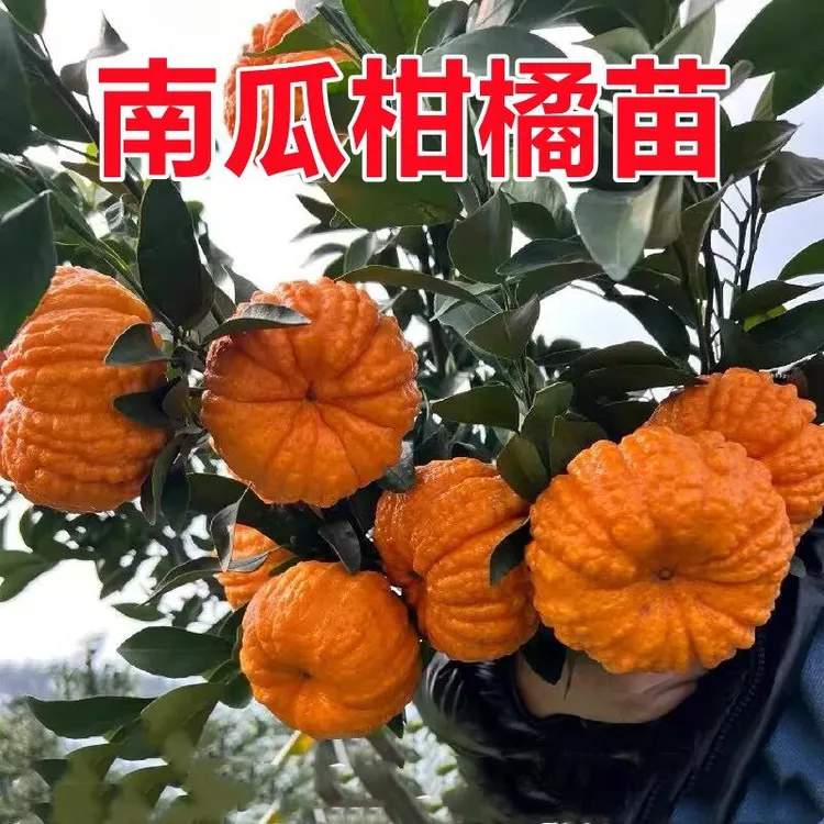 嫁接南瓜柑橘苗南瓜蜜橘树苗盆栽果树南北方种庭院地栽耐寒橘子苗