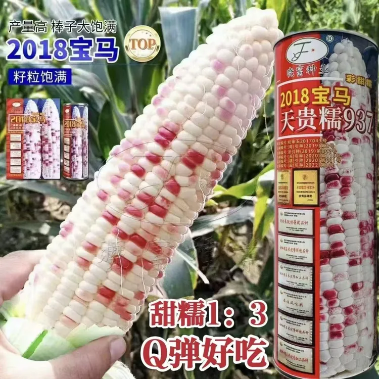 原厂【正品授权】国审品种天贵糯937彩甜糯玉米种子