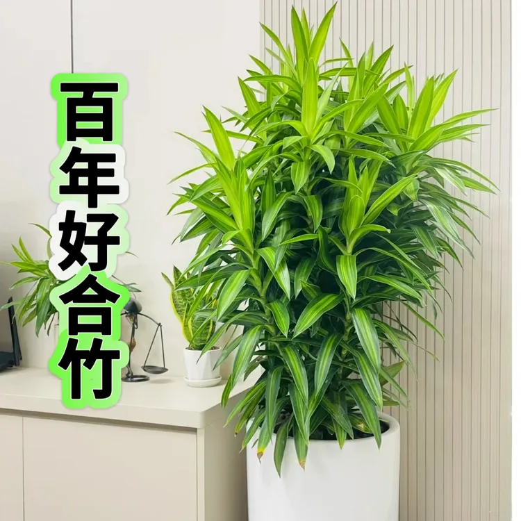 百年好合竹金心百合竹老桩盆景双头侧芽造型款