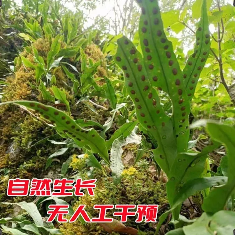 正品嗷嗷叫黄金草嗷嗷叫东北长白山山货