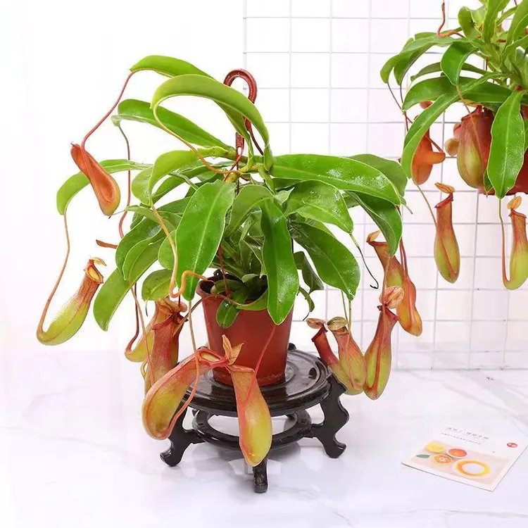 猪笼草盆栽捕蝇草食虫草室内绿植吊兰花卉奇趣植物巨夹捕蝇草组合