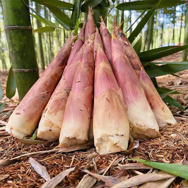 头茬砻糠雷笋上市！鲜嫩多汁清甜比普通笋更嫩 清晨现挖产地直发