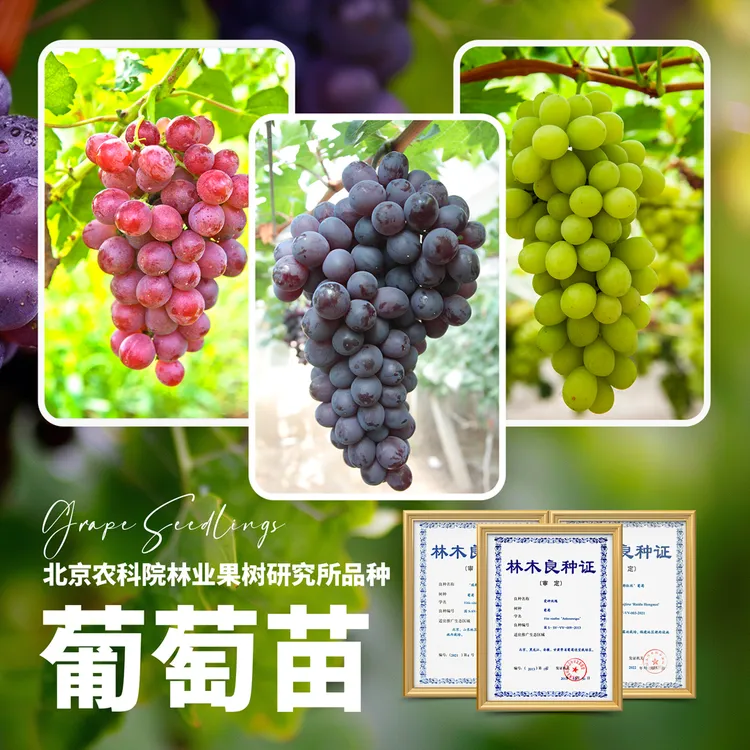 北京农科院葡萄苗嫁接扦插爱神玫瑰香味浓无籽庭院阳台盆栽果树苗
