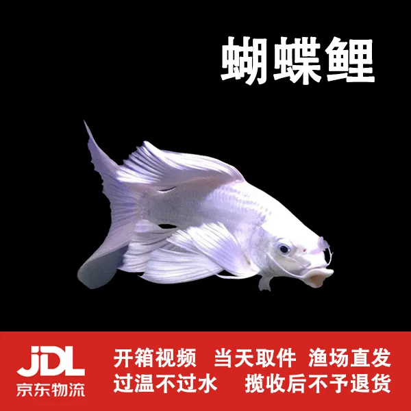 【蝴蝶鲤3-5厘米】短身白蝴蝶鲤冷水鱼大鳍大尾好养耐活