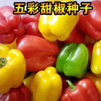 【满五包包邮】五彩甜椒种子灯笼椒四季蔬菜种孑