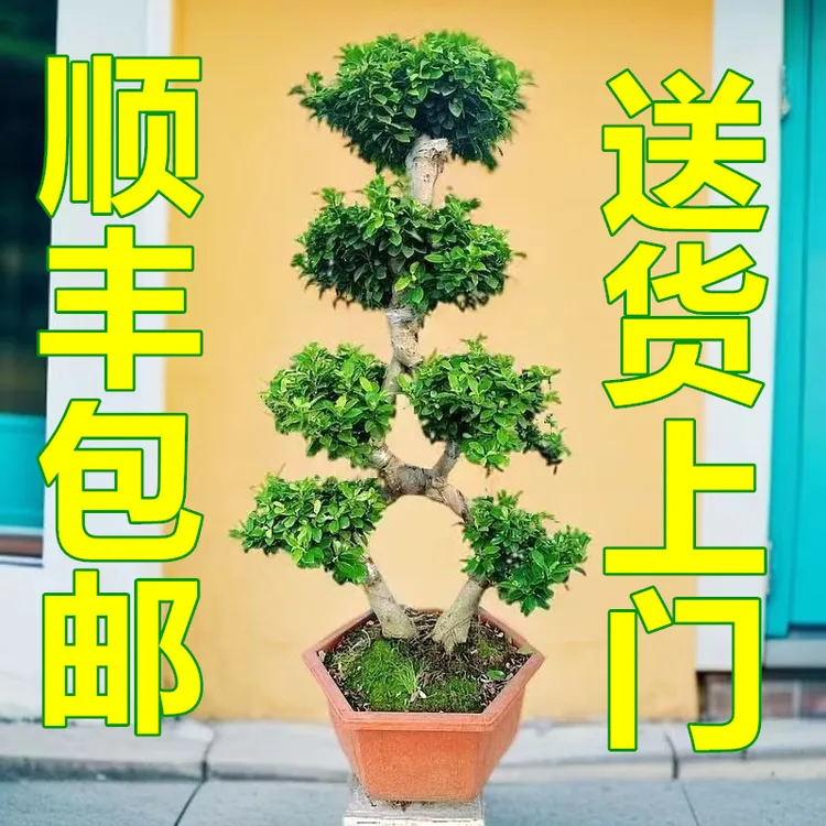 高度1米左右大八字金钱榕树庭院阳台客厅好养绿植8字盆景四季常绿