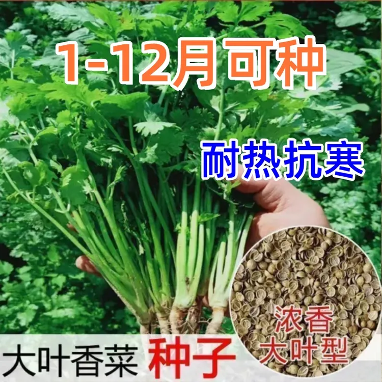 四季大叶香菜种子芫荽耐抽苔香菜籽庭院盆栽阳台室内种植蔬菜种子