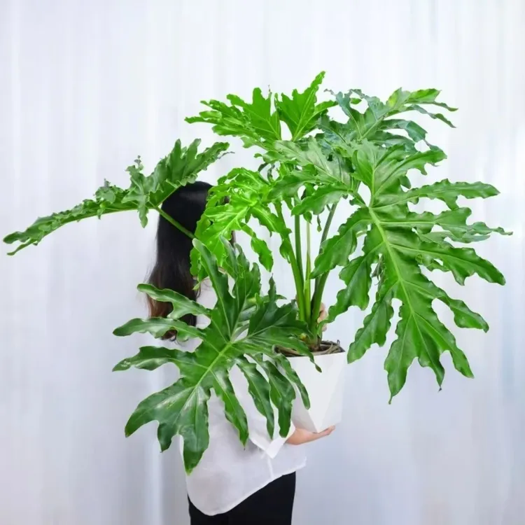 海南基地龙鳞春羽观叶绿植净化空气桌面土培水培北欧春雨四季常青