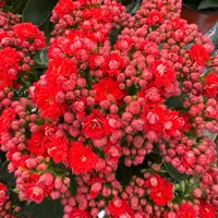(红豆)新品种重瓣130盆长寿花