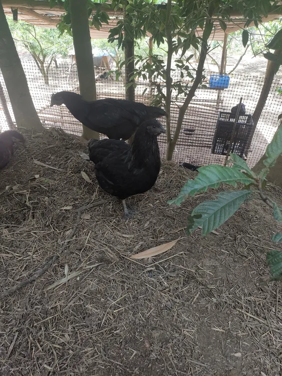 四川宜宾高山生态散养正宗老品种老母鸡盐津乌骨鸡活鸡土鸡乌鸡