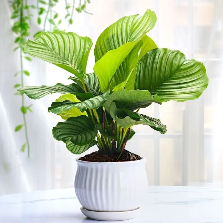 青苹果竹芋盆栽室内吸甲醛净化空气办公桌面观叶植物四季常青好养