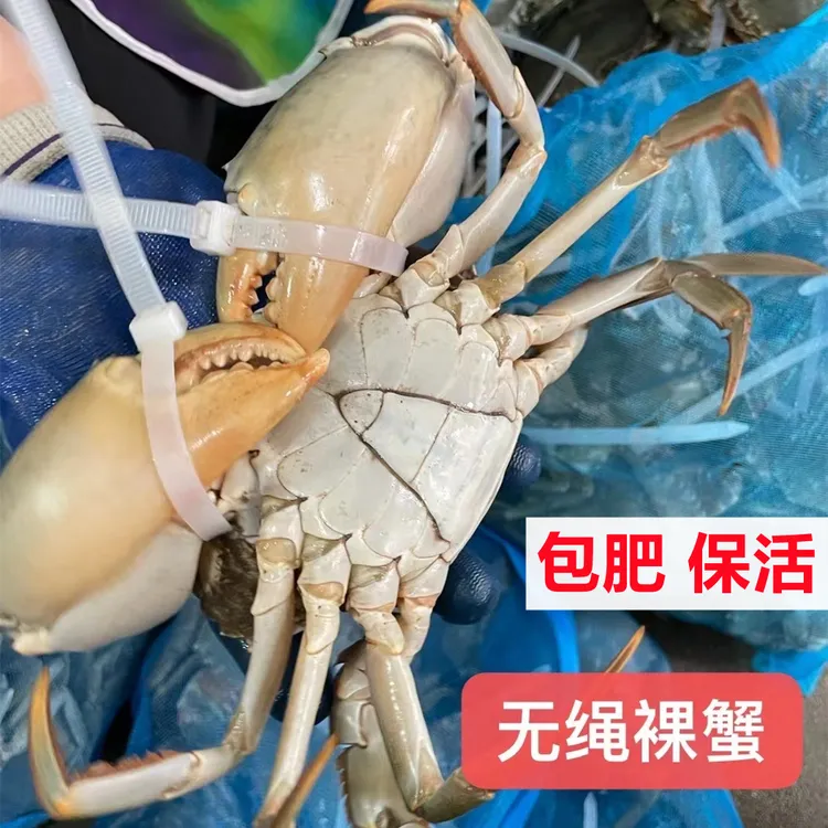 正宗三门青蟹无绳螃蟹蝤蠓公母蟹鲜活水产海鲜特产红膏蟹肉蟹礼盒