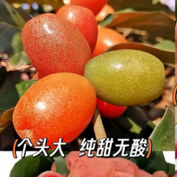 大果德甜二号羊奶果苗营养杯发货