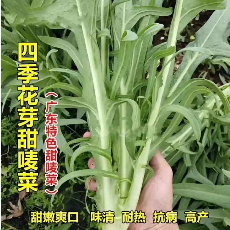 【zs】厂家正品花芽甜麦菜种子 菜种四季盆栽春秋冬季蔬菜种籽农家