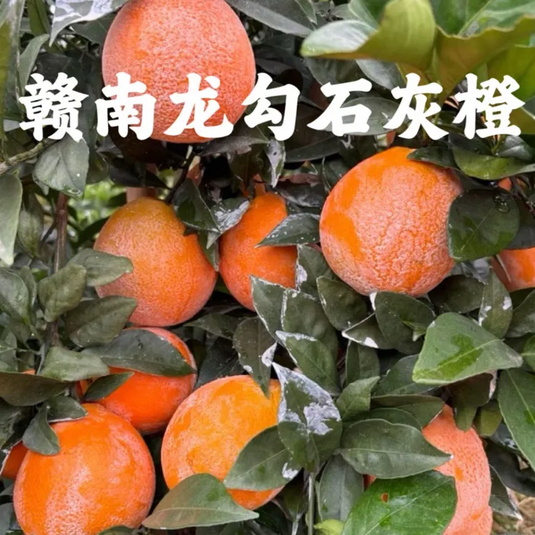 娟姐赣南脐橙石灰脐橙基地新鲜采摘应季香甜多汁手拨橙