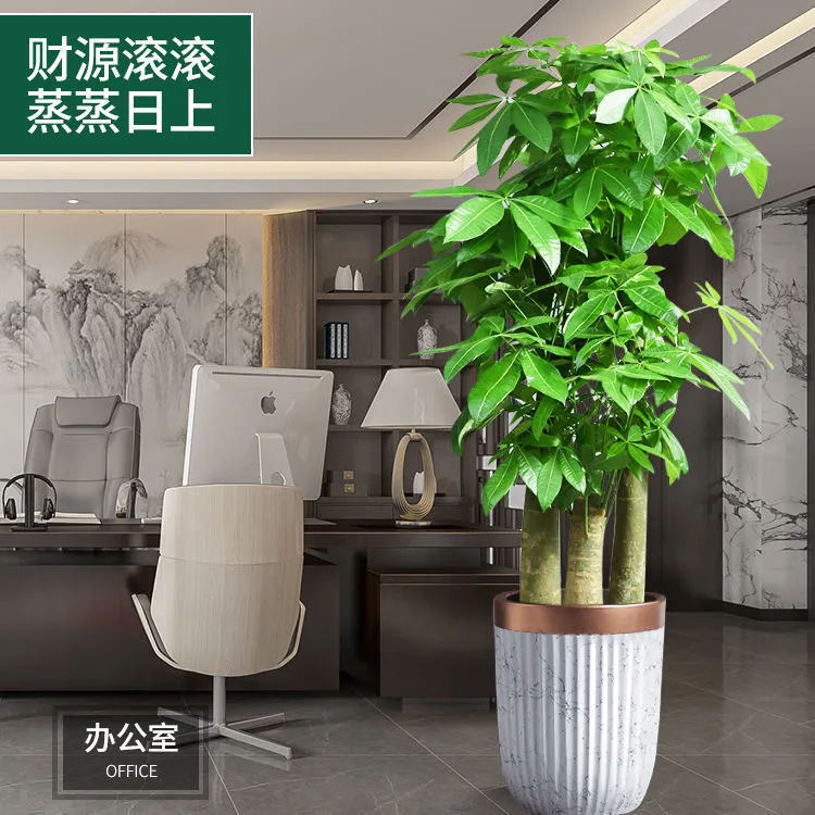 步步高发财树基地原盆种植客厅大型绿植办公室乔迁开业