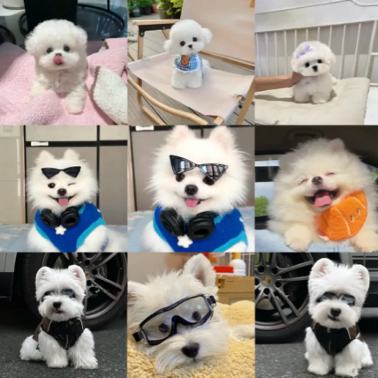 宜良名门汪族犬舍❤️狗场直出»福利全款专用活体宠物狗幼犬
