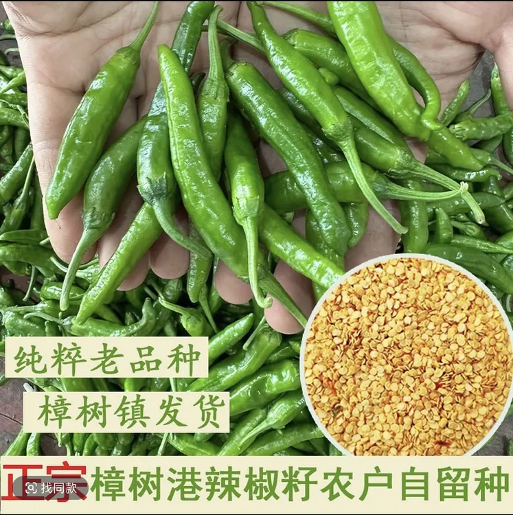 四季正宗樟树港椒种籽樟树高产辣椒种子优质辣椒种子新种春秋播种商品图