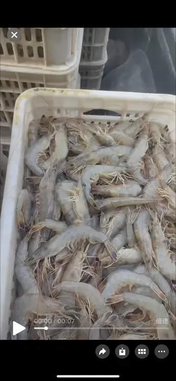 新鲜野生海捕对虾12到18只 新鲜对虾，顺丰发货