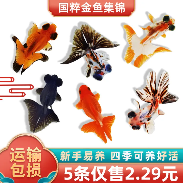 小金鱼活鱼观赏鱼冷水淡水红草鱼红狮鱼好养耐活鸿运当头国粹金鱼