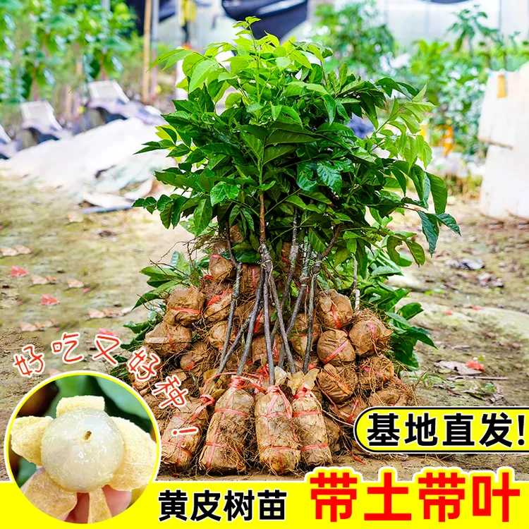 精选广西黑皮黄皮果树苗嫁接苗无核黄皮树苗南方种植盆栽当年结果
